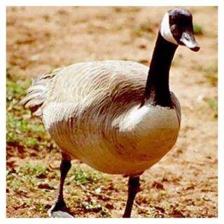 Goose Goose