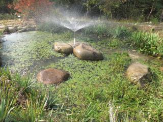 A natural pond with water fountain. 