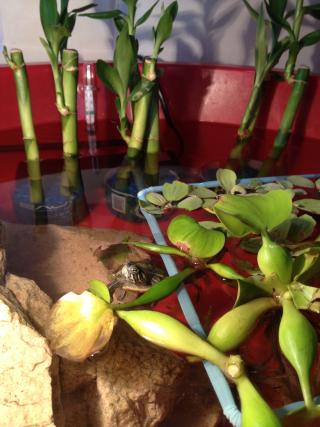 Our habitat with bamboo, water lettuce, and hyacinths and the turtle!