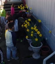 Daffodils